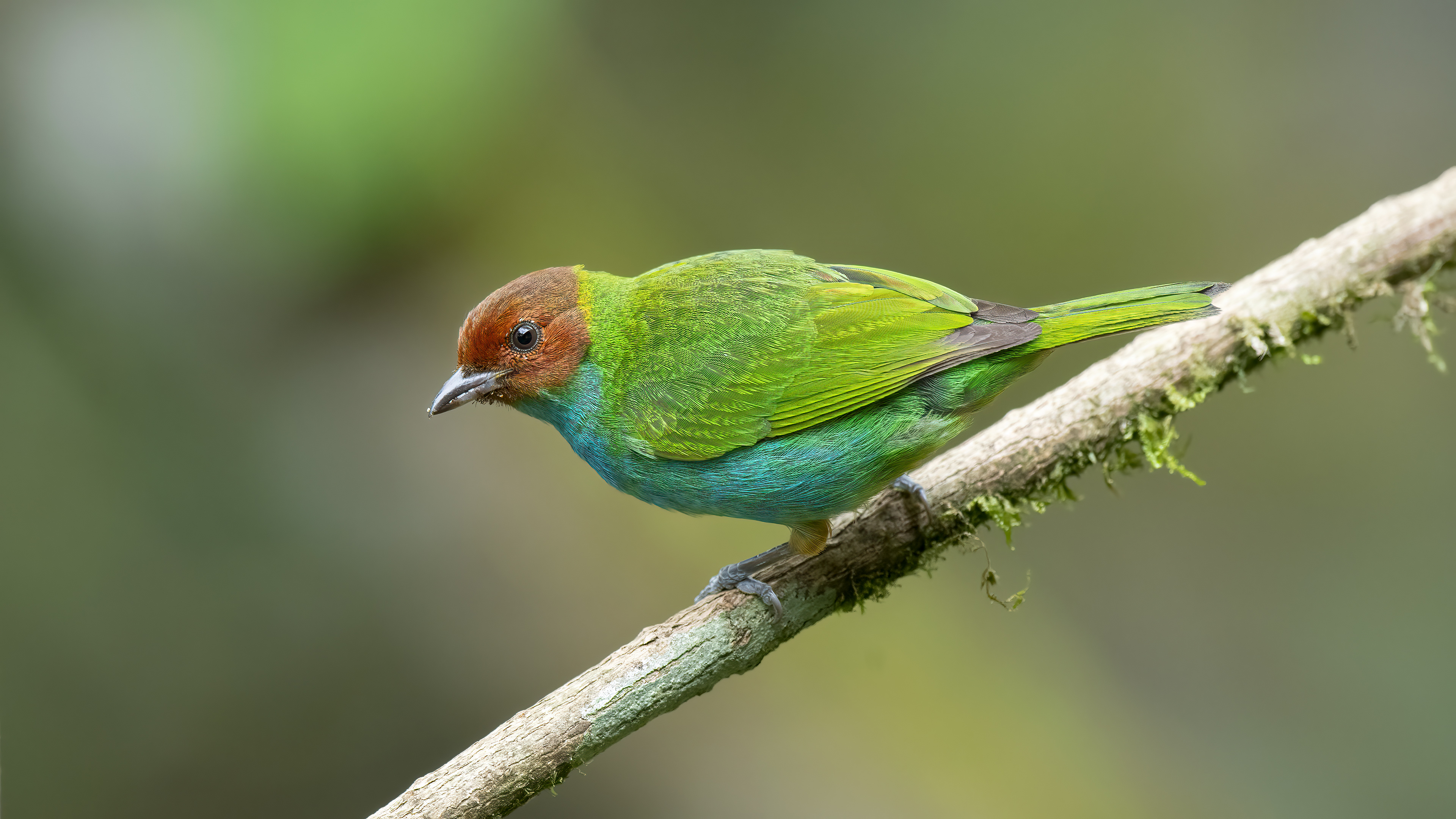 Bay-headed Tanager — Ana fotoğraf